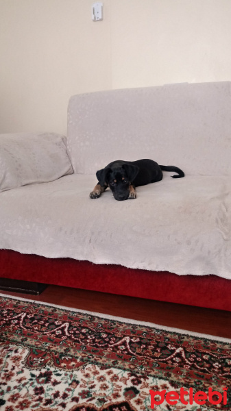 Dachshund (Sosis), Köpek  ŞİLA fotoğrafı