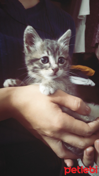 Chinchilla, Kedi  Nina fotoğrafı