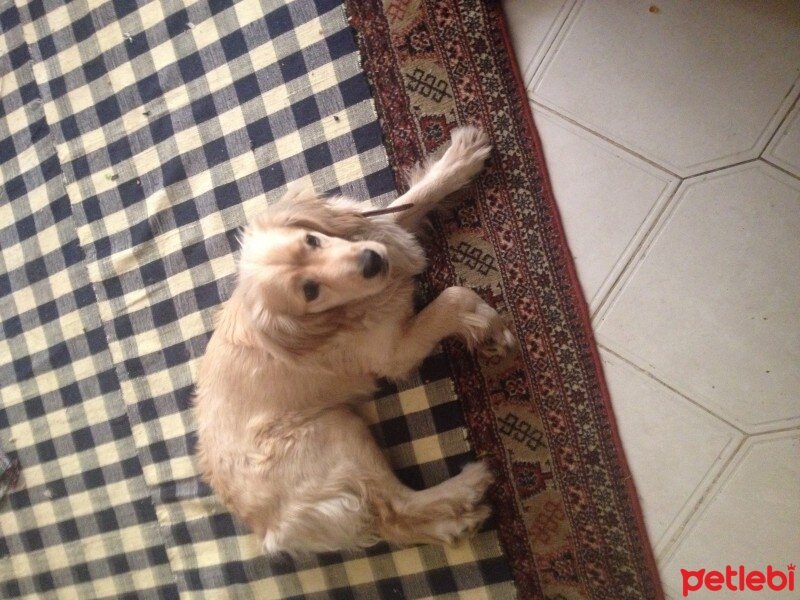 Golden Retriever, Köpek  Garip fotoğrafı