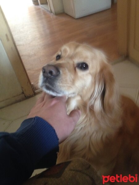 Golden Retriever, Köpek  Garip fotoğrafı