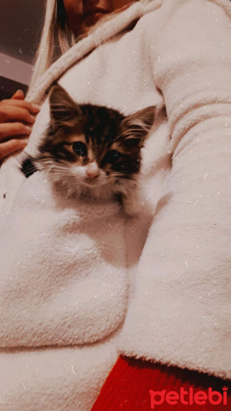 Tekir Kedi, Kedi  Şerafettin fotoğrafı