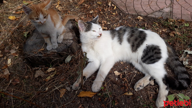 Tekir Kedi, Kedi  Oreo fotoğrafı