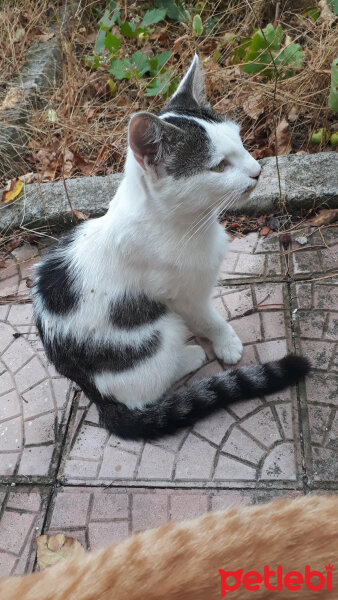 Tekir Kedi, Kedi  Oreo fotoğrafı