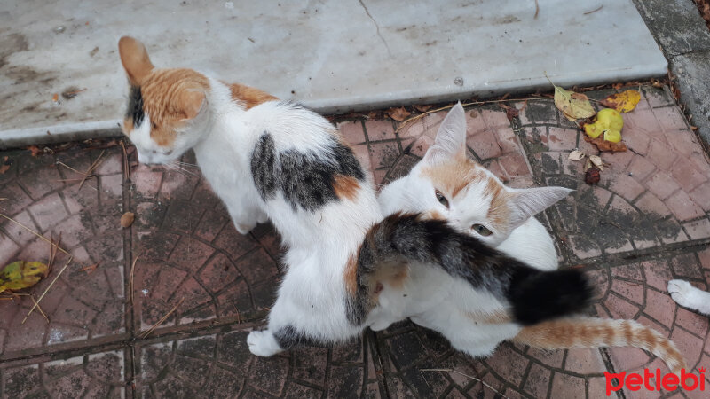 Tekir Kedi, Kedi  Aki fotoğrafı