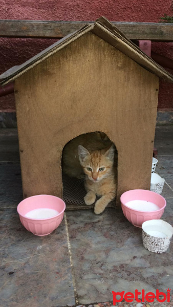 Abyssinian, Kedi  Şanslı fotoğrafı