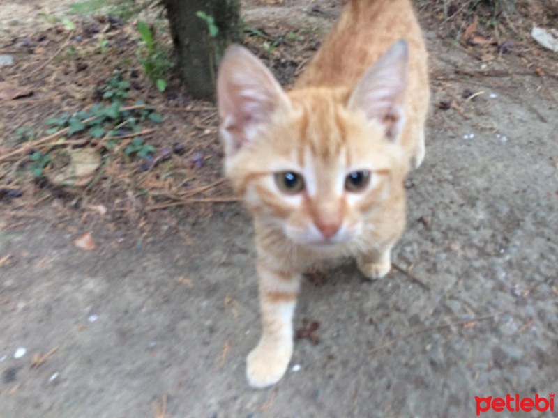 Abyssinian, Kedi  Şanslı fotoğrafı