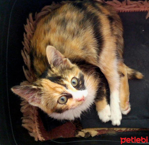 Tekir Kedi, Kedi  Luna fotoğrafı