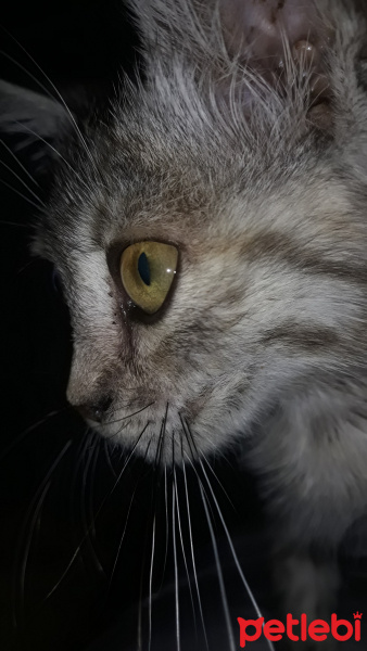 Tekir Kedi, Kedi  __ fotoğrafı