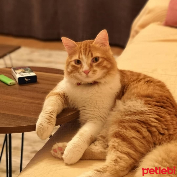Tekir Kedi, Kedi  HELEN fotoğrafı
