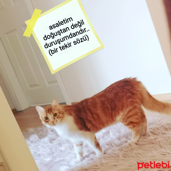 Tekir Kedi, Kedi  HELEN fotoğrafı