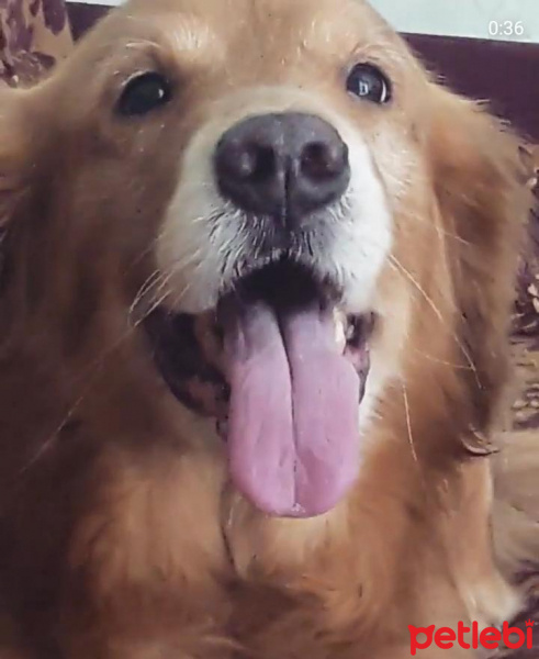 Golden Retriever, Köpek  Dexter fotoğrafı
