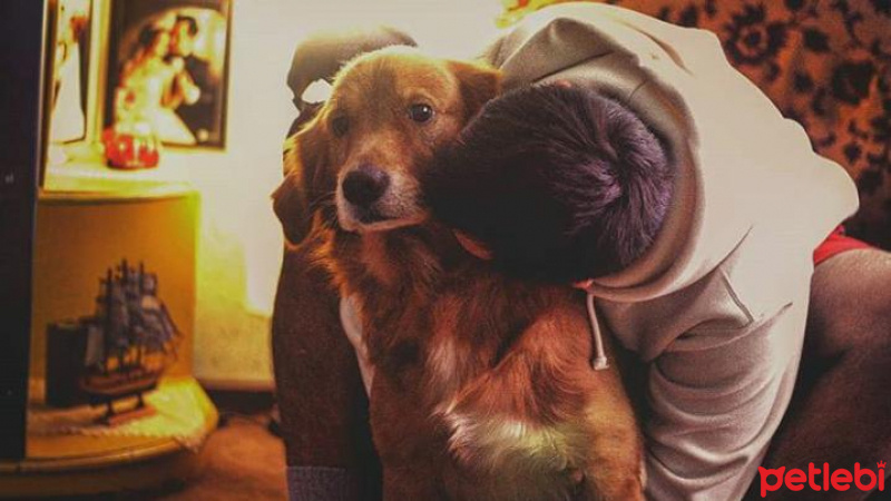 Golden Retriever, Köpek  Dexter fotoğrafı