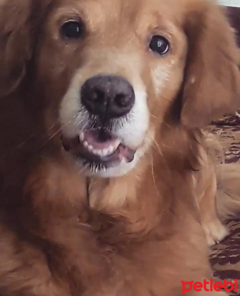 Golden Retriever, Köpek  Dexter fotoğrafı