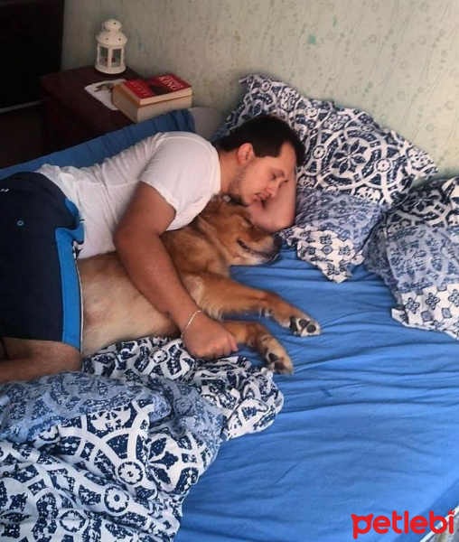 Golden Retriever, Köpek  Dexter fotoğrafı