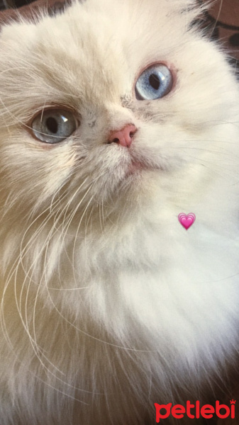 İran Kedisi (Persian), Kedi  Liza fotoğrafı