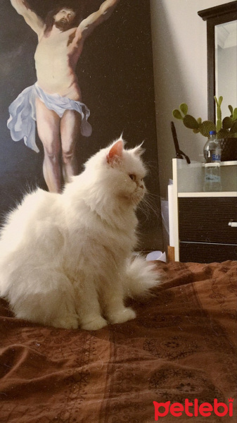 İran Kedisi (Persian), Kedi  Liza fotoğrafı