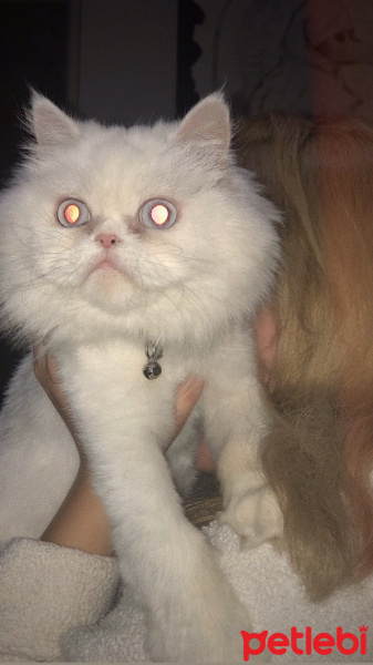 İran Kedisi (Persian), Kedi  Liza fotoğrafı