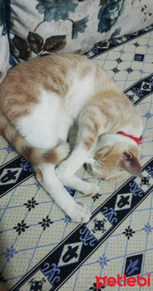 Sarman, Kedi  Kaju fotoğrafı