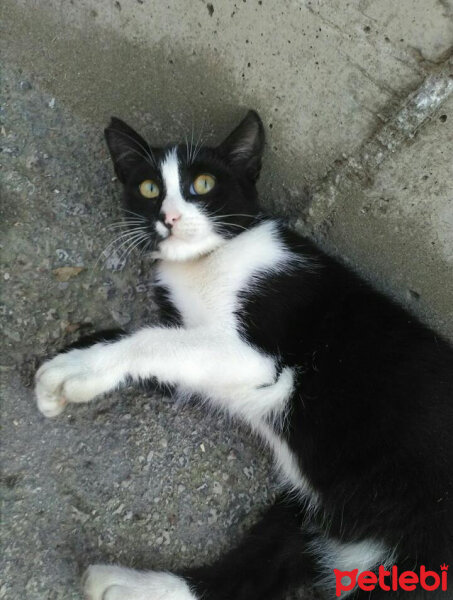 Tuxedo (Smokin) Kedi, Kedi  Minik fotoğrafı