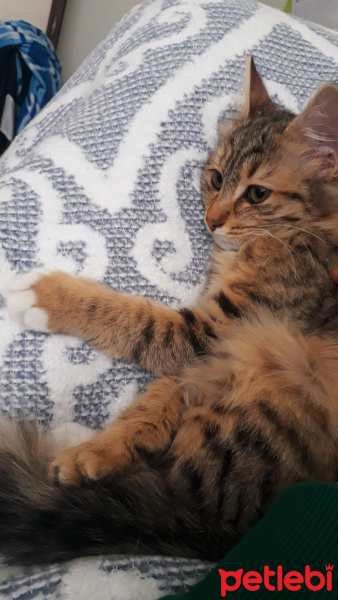 Tekir Kedi, Kedi  Ceku fotoğrafı