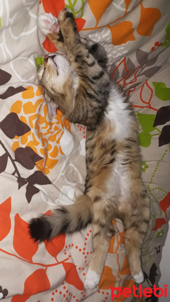 Tekir Kedi, Kedi  Ceku fotoğrafı