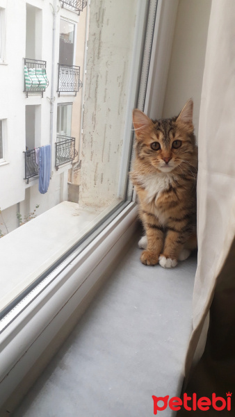 Tekir Kedi, Kedi  Ceku fotoğrafı