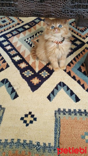 Sarman, Kedi  Dobby fotoğrafı