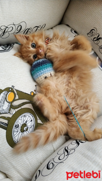 Sarman, Kedi  Dobby fotoğrafı