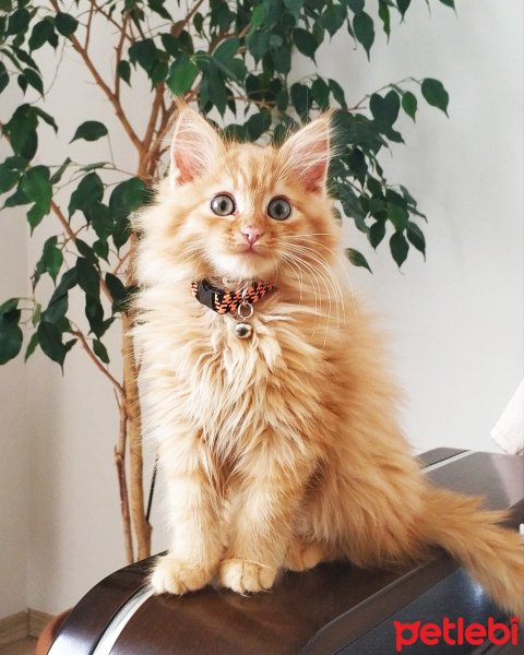 Sarman, Kedi  Dobby fotoğrafı