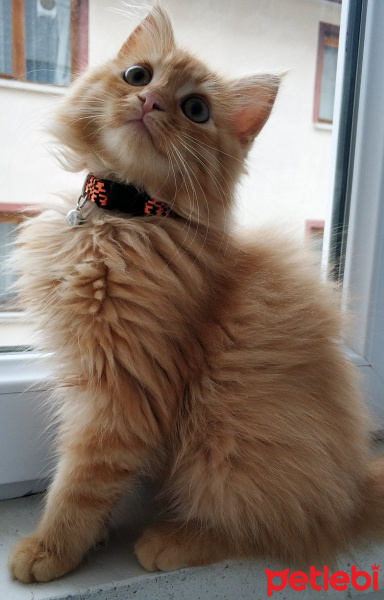 Sarman, Kedi  Dobby fotoğrafı