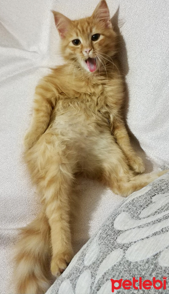 Sarman, Kedi  Dobby fotoğrafı