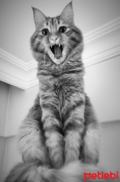 Sarman, Kedi  Dobby fotoğrafı