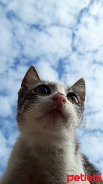 Tekir Kedi, Kedi  Çakıl fotoğrafı