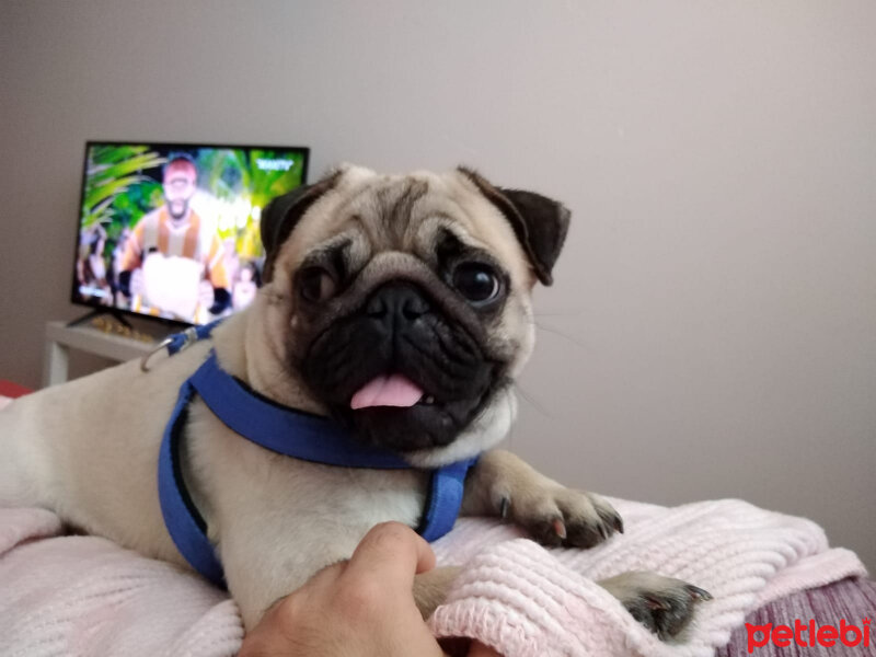 Pug, Köpek  çiko fotoğrafı