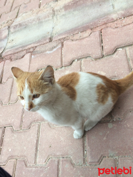 Tekir Kedi, Kedi  Minik pisicigin umudu olurmusun? fotoğrafı