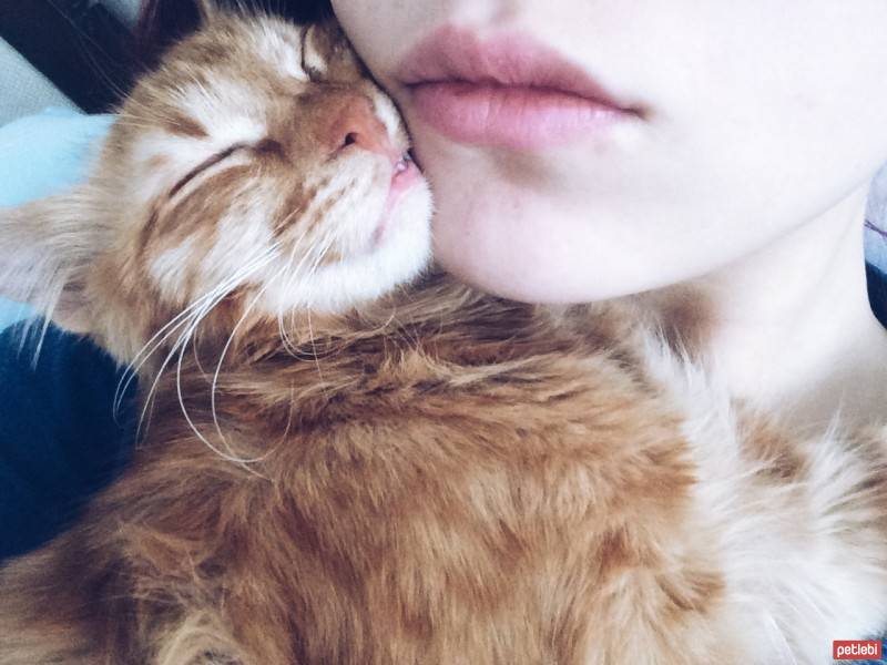 Tekir Kedi, Kedi  Gofret fotoğrafı