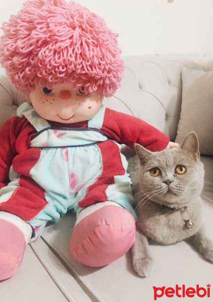 British Shorthair, Kedi  Duman fotoğrafı