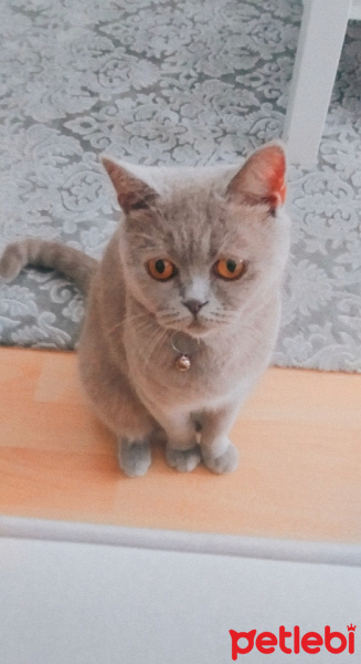 British Shorthair, Kedi  Duman fotoğrafı