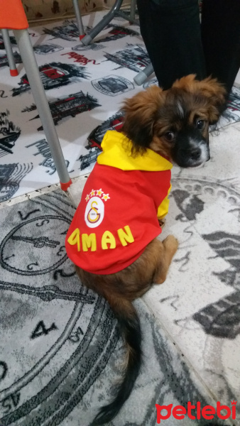 Pekingese, Köpek  DUMAN fotoğrafı