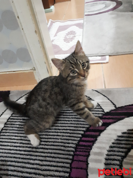 Tekir Kedi, Kedi  Minnak Haydar yuva arıyor fotoğrafı