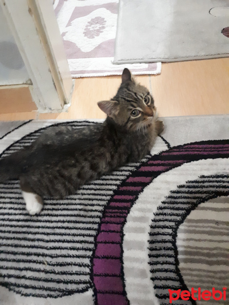 Tekir Kedi, Kedi  Minnak Haydar yuva arıyor fotoğrafı