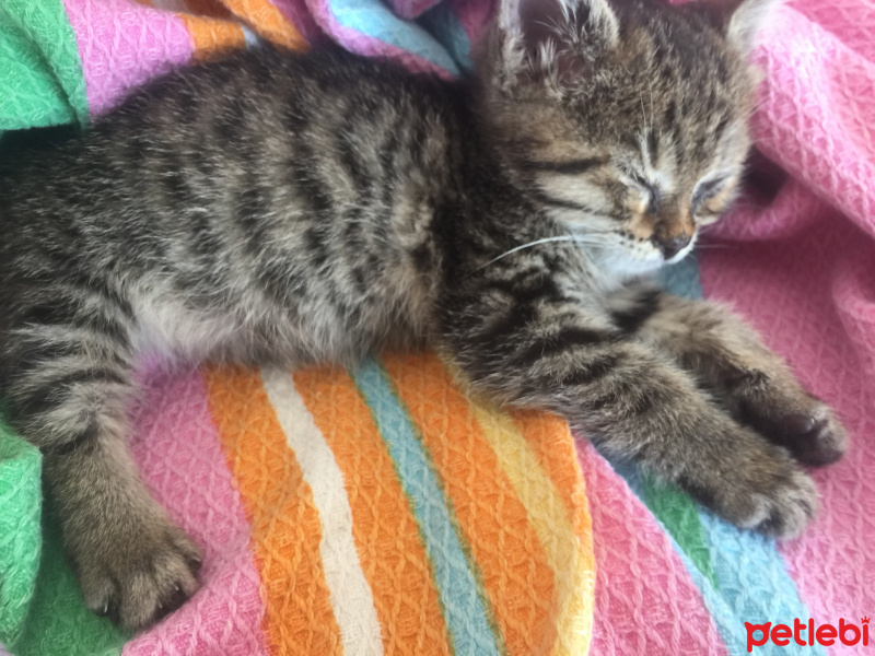 Tekir Kedi, Kedi  miya fotoğrafı