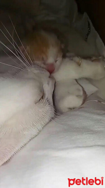 Scottish Fold, Kedi  Şeker fotoğrafı