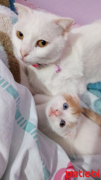 Scottish Fold, Kedi  Şeker fotoğrafı