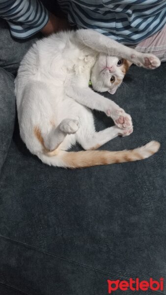 Scottish Fold, Kedi  Şeker fotoğrafı