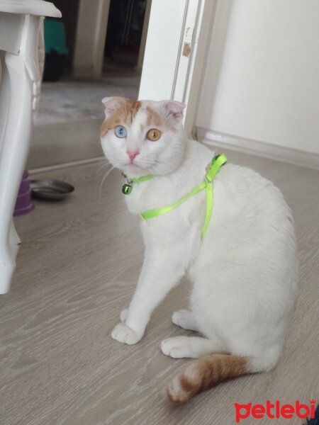 Scottish Fold, Kedi  Şeker fotoğrafı