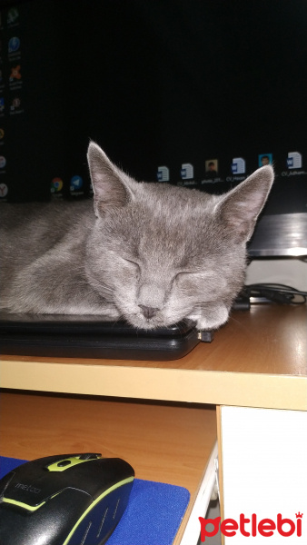 Mavi Rus, Kedi  Bulut fotoğrafı