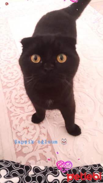 Scottish Fold, Kedi  Gece fotoğrafı