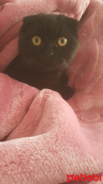 Scottish Fold, Kedi  Gece fotoğrafı