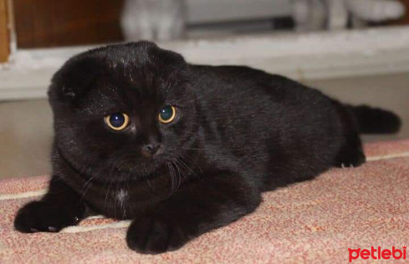 Scottish Fold, Kedi  Gece fotoğrafı